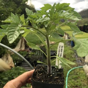 Plants: Tomato, Big Beef