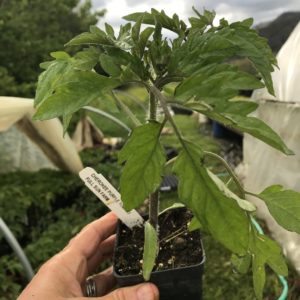 Plants: Tomato, Cherokee Purple