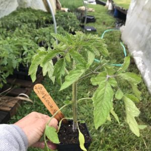 Plants: Tomato, Valencia