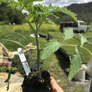Plants: Tomato, Pink Berkeley Tie Dye