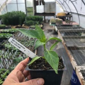 Plants: Peppers, Red Italian