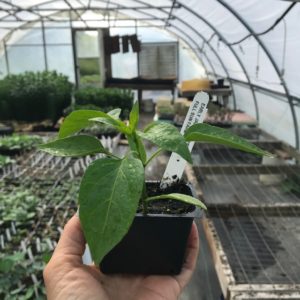 Plants: Peppers, Jalapeno