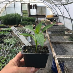 Plants: Peppers, Shishito