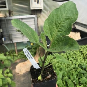 Plants: Eggplant, Italian/globe