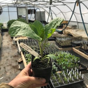 Plants: Eggplant, Fairytale