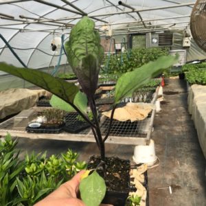 Plants: Eggplant, Japanese