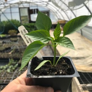 Plants: Peppers, Red Bell