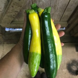 aVeg: Summer Squash, mix of zephyr, zuchinni and patty pan 1.5lbs