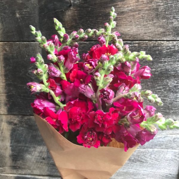 Flowers: Snapdragons- bunch of 8-10 stems - Image 3