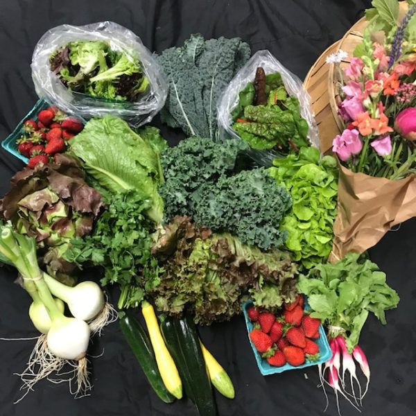 CSA:  2025 Market Share - $500