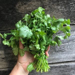 aVeg: Cilantro, bunch