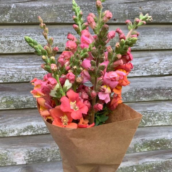Flowers: Snapdragons- bunch of 8-10 stems - Image 2