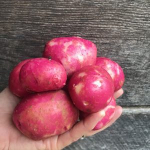 aVeg: Potatoes, Red 1.75 lbs