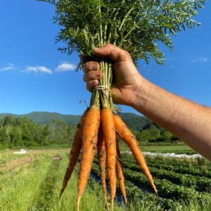 aVeg: Carrots, bunch