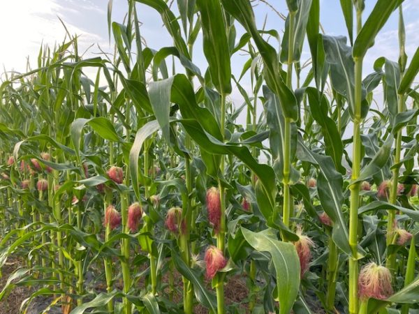 aVeg: Popcorn on the Cob - Image 4