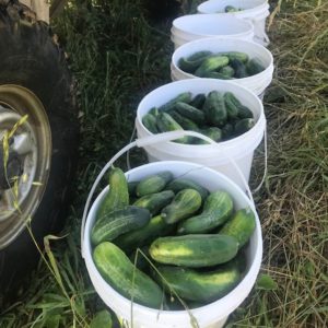 aVeg: Cucumbers, mix of slicers and picklers 1.5 lb