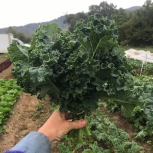 aVeg: Kale, green curly