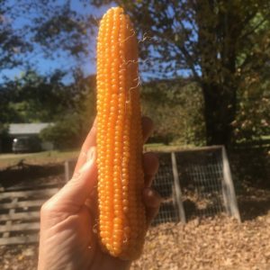 aVeg: Popcorn on the Cob