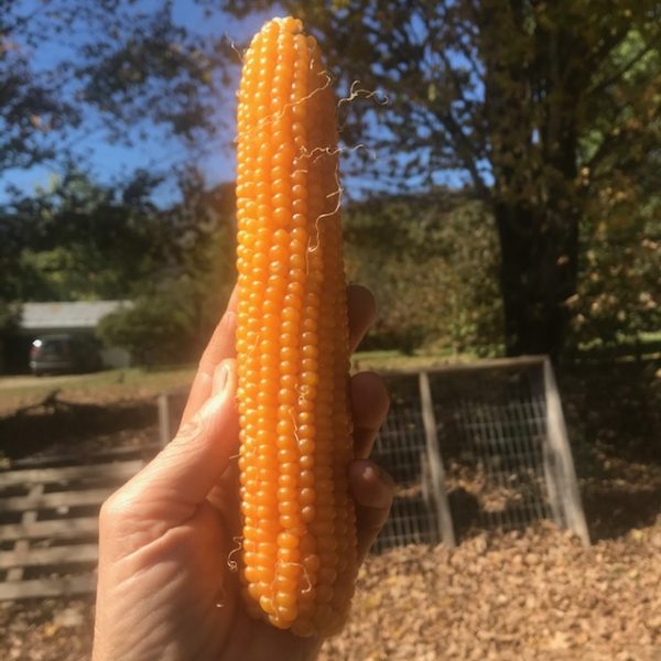 aVeg: Popcorn on the Cob