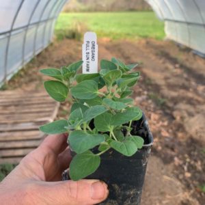 Plants: Herbs, Greek Oregano
