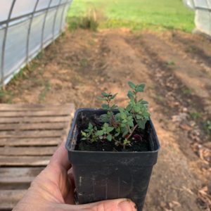 Plants: Herbs, German Winter Thyme