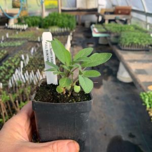 Plants: Herbs, Culinary Sage