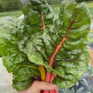aVeg: Chard, Rainbow