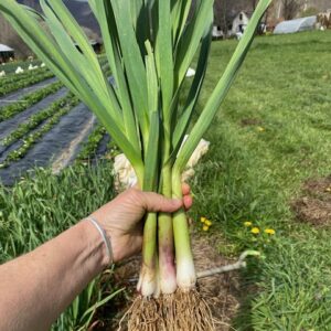 aVeg: Green Garlic