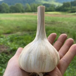aVeg: Garlic, bulb